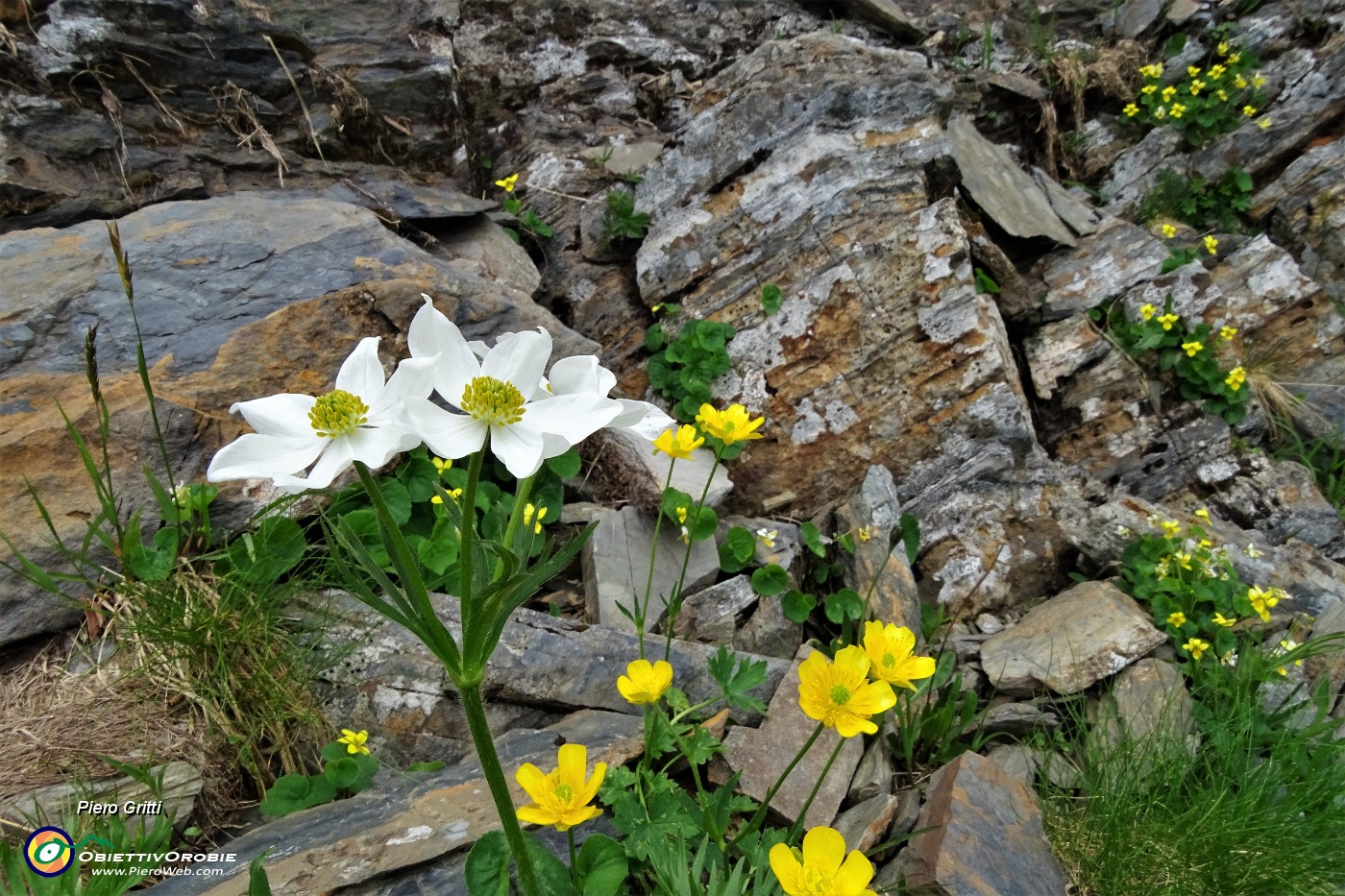 70 Bianchi anemoni narcissini e viole di Duby sulle rocce.JPG